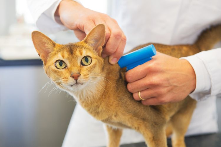 Chippen van katten