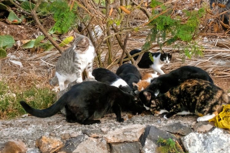 Zwerfkatten beleid voor gemeenten