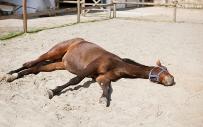 Voorkomen van hittestress bij dieren