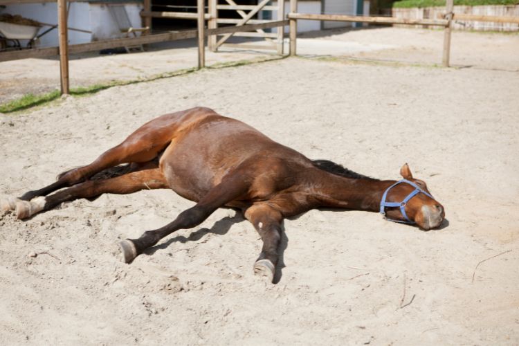 hittestress bij dieren