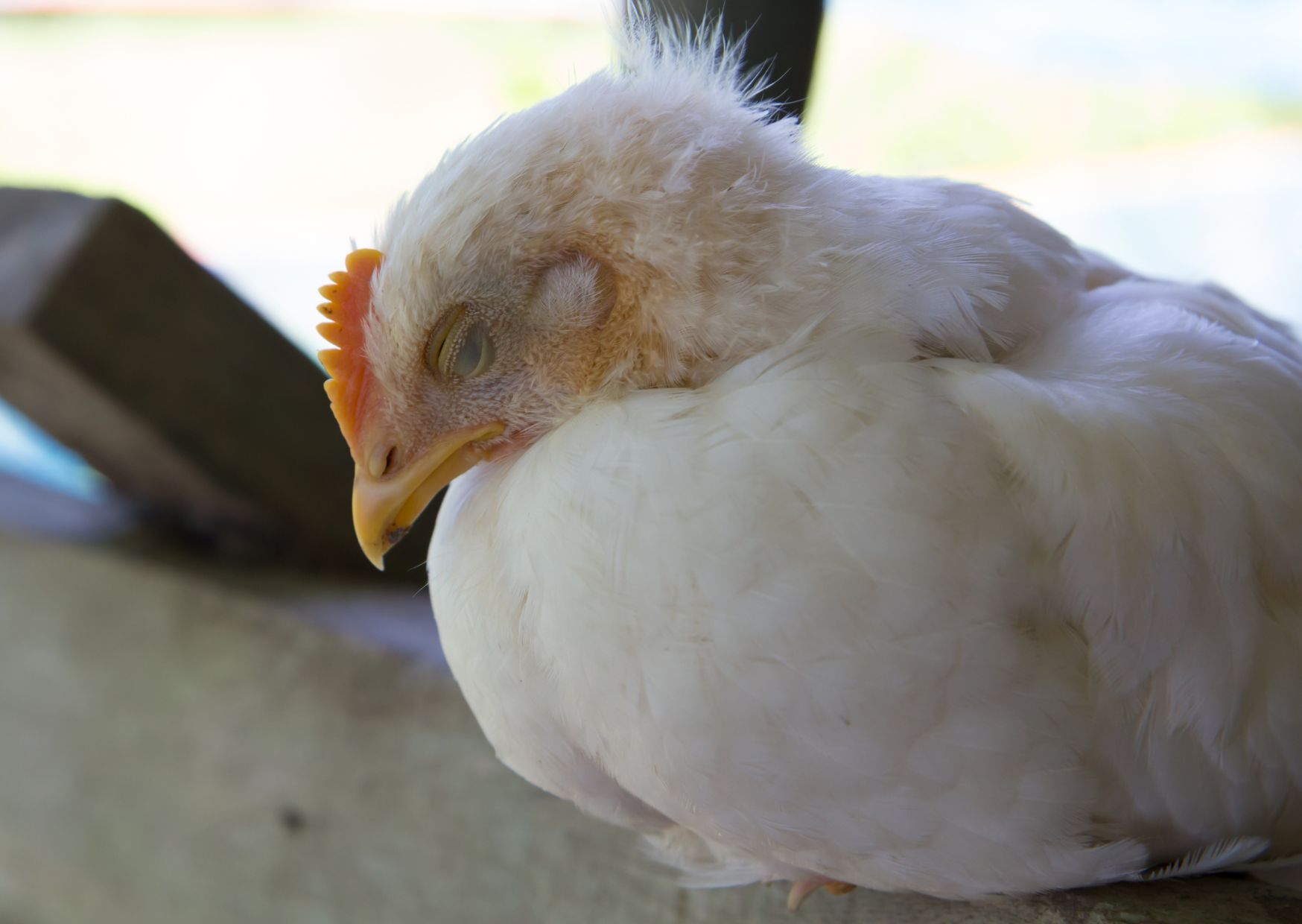 vogelgriep in 2 minuten