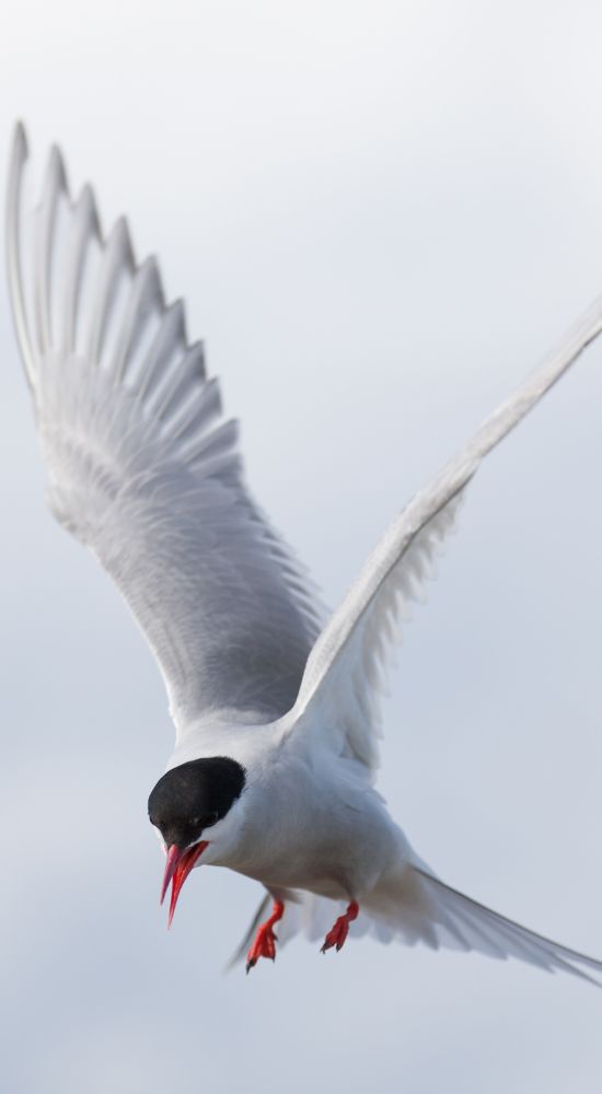 Vogelgriep bij sterns