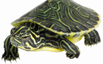 Schildpadden: opvangen of in de natuur vrijlaten?