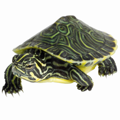 Schildpadden: opvangen of in de natuur vrijlaten?