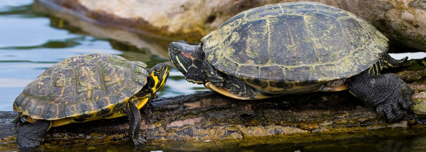 schildpadden invasieve exoten
