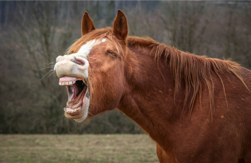 paard