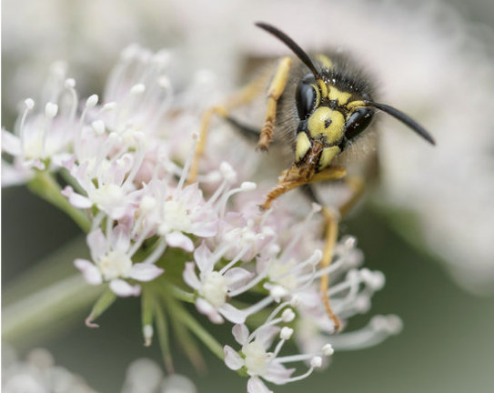 De wesp: van ongedierte naar waardevolle insectensoort