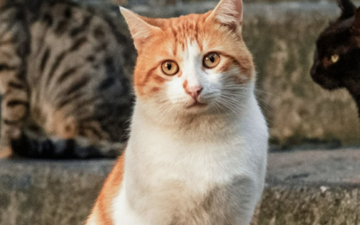 Wereld Zwerfdierendag