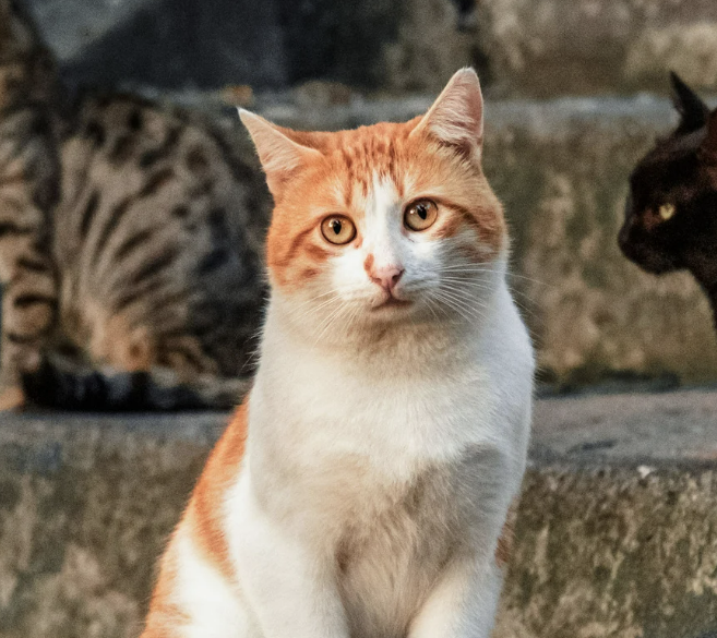 Wereld Zwerfdierendag
