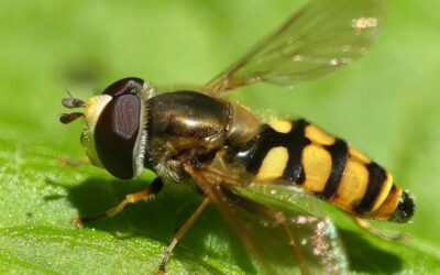Haal insecten naar je gemeente: de basis voor dierenwelzijn 