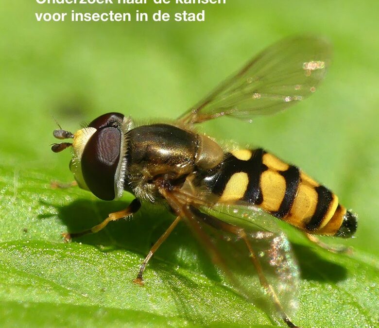 Haal insecten naar je gemeente: de basis voor dierenwelzijn 